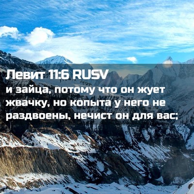Picture 02 - Левит 11:6 RUSV - и зайца, потому что он жует - Bible Verse Picture