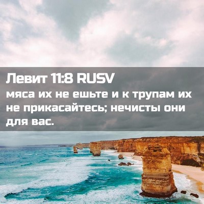 Picture 02 - Левит 11:8 RUSV - мяса их не ешьте и к трупам - Bible Verse Picture