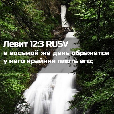Picture 02 - Левит 12:3 RUSV - в восьмой же день - Bible Verse Picture