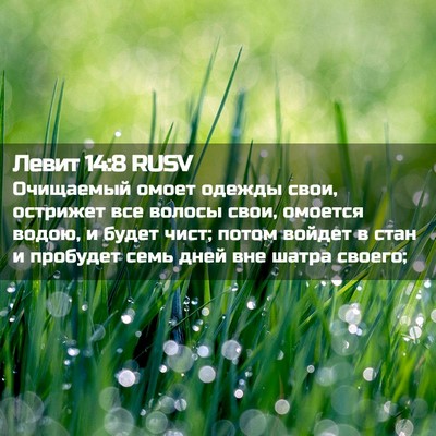 Picture 02 - Левит 14:8 RUSV - Очищаемый омоет одежды - Bible Verse Picture