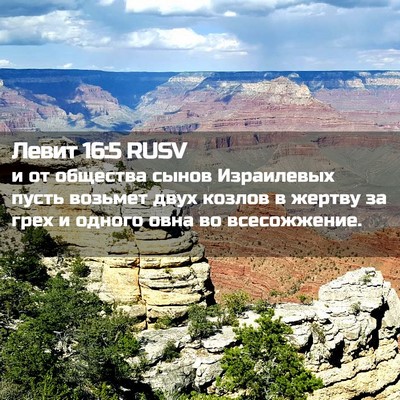 Picture 02 - Левит 16:5 RUSV - и от общества сынов - Bible Verse Picture