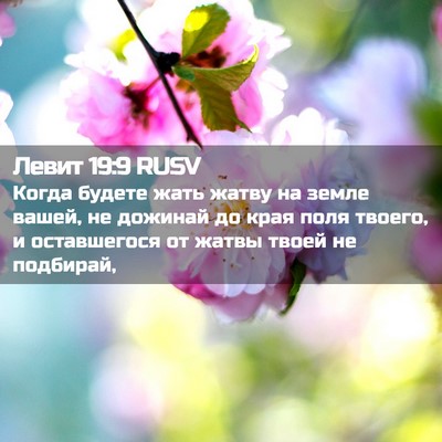 Picture 02 - Левит 19:9 RUSV - Когда будете жать жатву на - Bible Verse Picture