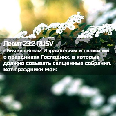 Picture 02 - Левит 23:2 RUSV - объяви сынам Израилевым и - Bible Verse Picture
