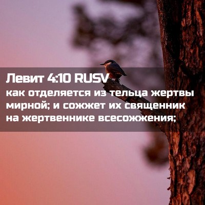 Picture 02 - Левит 4:10 RUSV - как отделяется из тельца - Bible Verse Picture