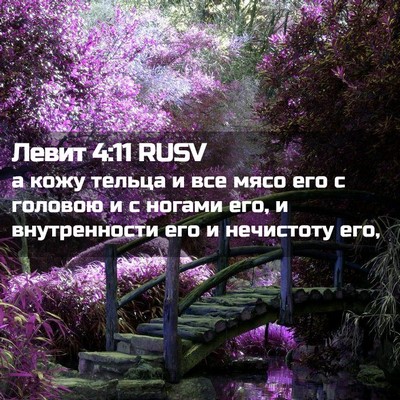 Picture 02 - Левит 4:11 RUSV - а кожу тельца и все мясо - Bible Verse Picture