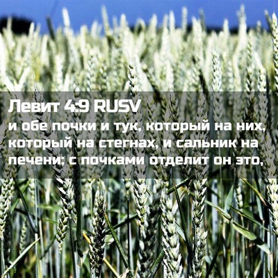 Picture 02 - Левит 4:9 RUSV - и обе почки и тук, который - Bible Verse Picture
