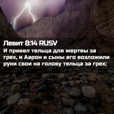 Picture 02 - Левит 8:14 RUSV - И привел тельца для жертвы - Bible Verse Picture