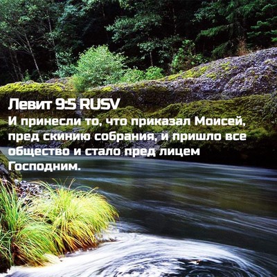Picture 02 - Левит 9:5 RUSV - И принесли то, что приказал - Bible Verse Picture