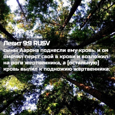 Picture 02 - Левит 9:9 RUSV - сыны Аарона поднесли ему - Bible Verse Picture
