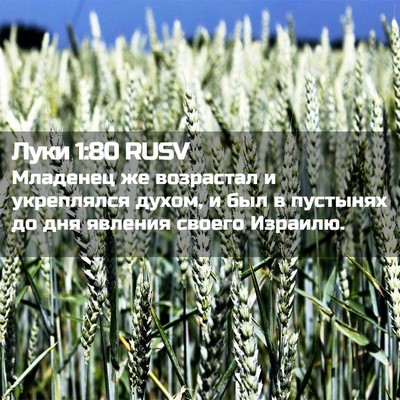 Picture 02 - Луки 1:80 RUSV - Младенец же возрастал и - Bible Verse Picture