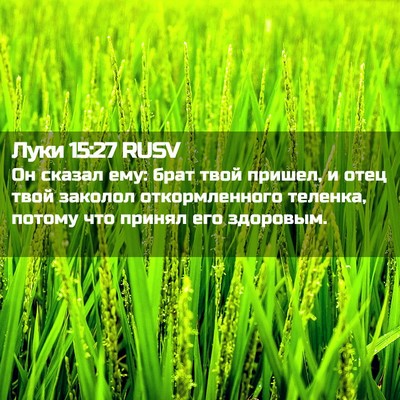 Picture 02 - Луки 15:27 RUSV - Он сказал ему: брат твой - Bible Verse Picture