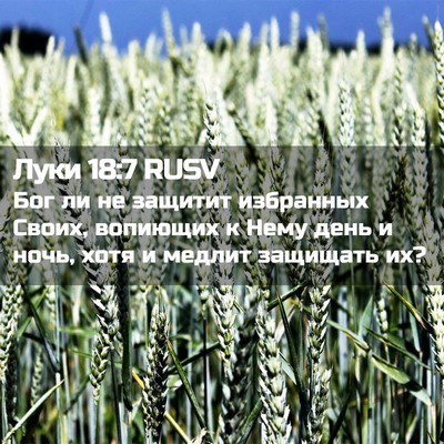 Picture 02 - Луки 18:7 RUSV - Бог ли не защитит - Bible Verse Picture