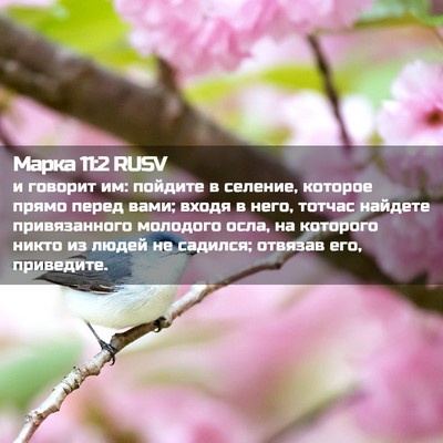 Picture 02 - Марка 11:2 RUSV - и говорит им: пойдите в - Bible Verse Picture