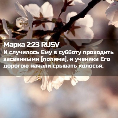 Picture 02 - Марка 2:23 RUSV - И случилось Ему в субботу - Bible Verse Picture