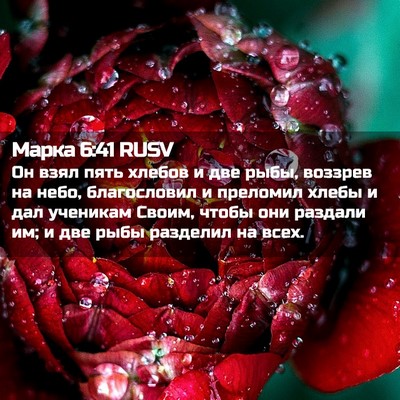 Picture 02 - Марка 6:41 RUSV - Он взял пять хлебов и две - Bible Verse Picture