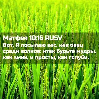 Picture 02 - Матфея 10:16 RUSV - Вот, Я посылаю вас, как овец - Bible Verse Picture