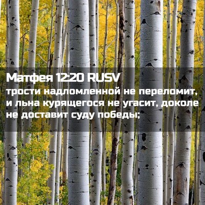 Picture 02 - Матфея 12:20 RUSV - трости надломленной не - Bible Verse Picture
