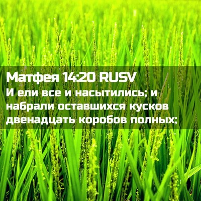 Picture 02 - Матфея 14:20 RUSV - И ели все и насытились; и - Bible Verse Picture