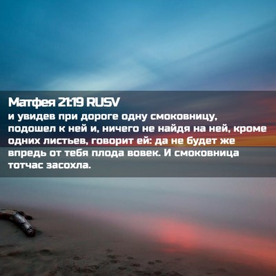 Picture 02 - Матфея 21:19 RUSV - и увидев при дороге одну - Bible Verse Picture