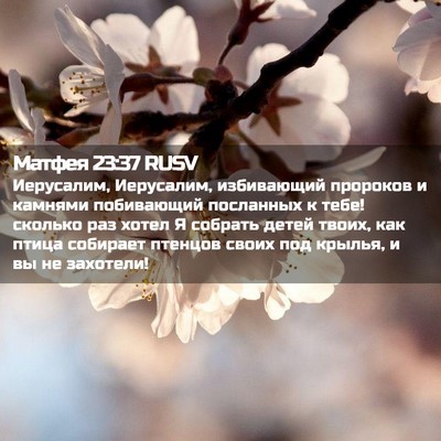 Picture 02 - Матфея 23:37 RUSV - Иерусалим, Иерусалим, - Bible Verse Picture