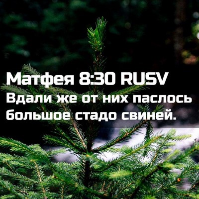 Picture 02 - Матфея 8:30 RUSV - Вдали же от них паслось - Bible Verse Picture