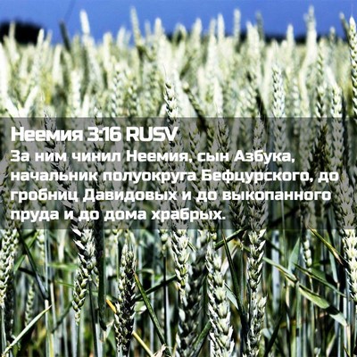 Picture 02 - Неемия 3:16 RUSV - За ним чинил Неемия, сын - Bible Verse Picture