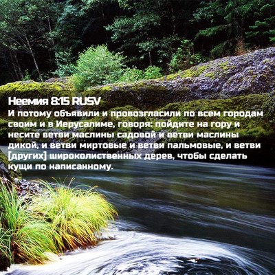 Picture 02 - Неемия 8:15 RUSV - И потому объявили и - Bible Verse Picture