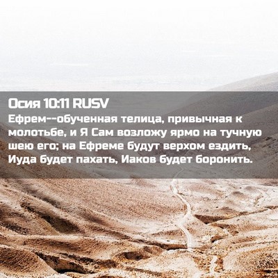 Picture 02 - Осия 10:11 RUSV - Ефрем--обученная телица, - Bible Verse Picture