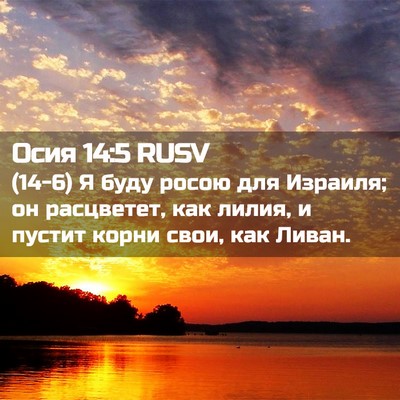 Picture 02 - Осия 14:5 RUSV - (14-6) Я буду росою для - Bible Verse Picture