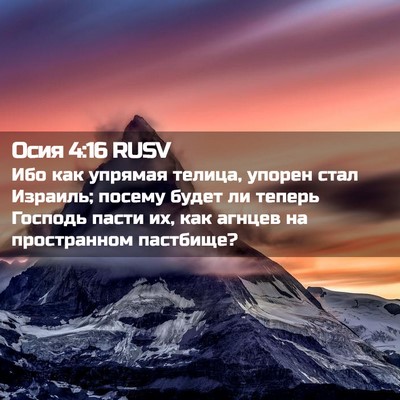 Picture 02 - Осия 4:16 RUSV - Ибо как упрямая телица, - Bible Verse Picture