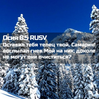 Picture 02 - Осия 8:5 RUSV - Оставил тебя телец твой, - Bible Verse Picture