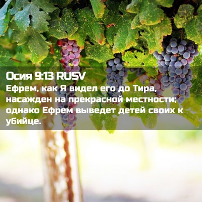 Picture 02 - Осия 9:13 RUSV - Ефрем, как Я видел его до - Bible Verse Picture