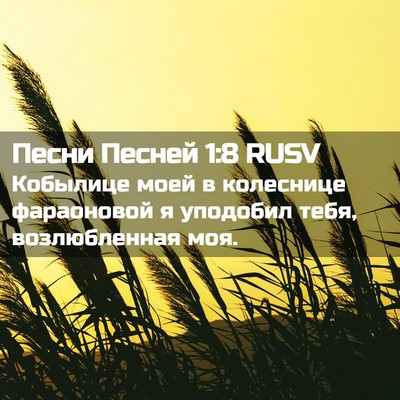 Picture 02 - Песни Песней 1:8 RUSV - Кобылице моей в колеснице - Bible Verse Picture