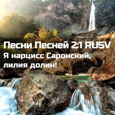 Picture 02 - Песни Песней 2:1 RUSV - Я нарцисс Саронский, лилия - Bible Verse Picture