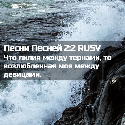 Picture 02 - Песни Песней 2:2 RUSV - Что лилия между тернами, то - Bible Verse Picture