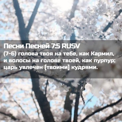 Picture 02 - Песни Песней 7:5 RUSV - (7-6) голова твоя на тебе, как - Bible Verse Picture