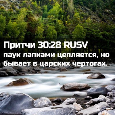 Picture 02 - Притчи 30:28 RUSV - паук лапками цепляется, но - Bible Verse Picture