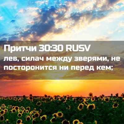 Picture 02 - Притчи 30:30 RUSV - лев, силач между зверями, - Bible Verse Picture