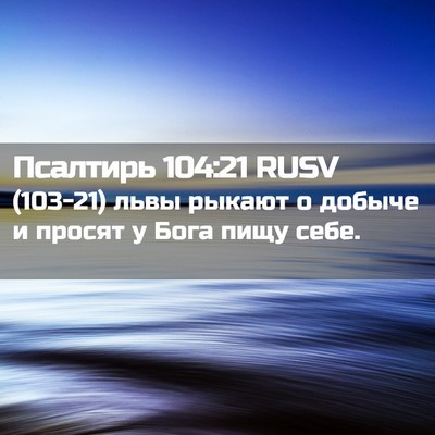 Picture 02 - Псалтирь 104:21 RUSV - (103-21) львы рыкают о добыче и - Bible Verse Picture