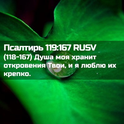 Picture 02 - Псалтирь 119:167 RUSV - (118-167) Душа моя хранит - Bible Verse Picture