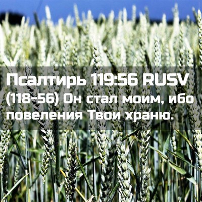 Picture 02 - Псалтирь 119:56 RUSV - (118-56) Он стал моим, ибо - Bible Verse Picture