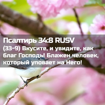 Picture 02 - Псалтирь 34:8 RUSV - (33-9) Вкусите, и увидите, как - Bible Verse Picture