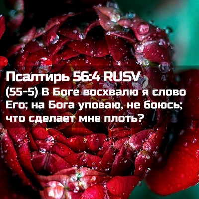 Picture 02 - Псалтирь 56:4 RUSV - (55-5) В Боге восхвалю я слово - Bible Verse Picture