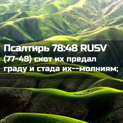 Picture 02 - Псалтирь 78:48 RUSV - (77-48) скот их предал граду и - Bible Verse Picture