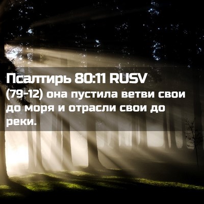 Picture 02 - Псалтирь 80:11 RUSV - (79-12) она пустила ветви свои - Bible Verse Picture