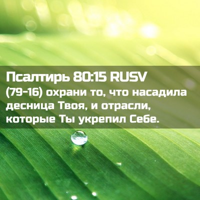 Picture 02 - Псалтирь 80:15 RUSV - (79-16) охрани то, что - Bible Verse Picture