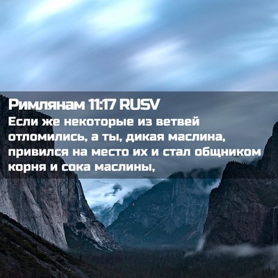 Picture 02 - Римлянам 11:17 RUSV - Если же некоторые из - Bible Verse Picture