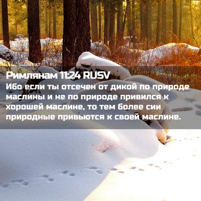 Picture 02 - Римлянам 11:24 RUSV - Ибо если ты отсечен от - Bible Verse Picture