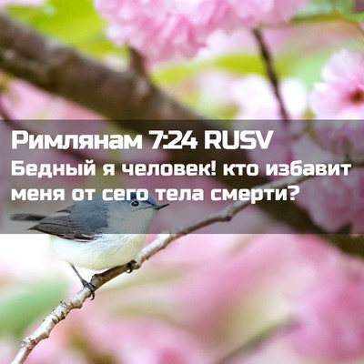 Picture 02 - Римлянам 7:24 RUSV - Бедный я человек! кто - Bible Verse Picture