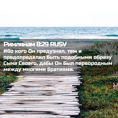 Picture 02 - Римлянам 8:29 RUSV - Ибо кого Он предузнал, тем - Bible Verse Picture